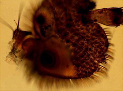 PRESERVED_SPECIMEN; ; ; microslide; ; IZ number 98909; lot count 1; Microslide 01, balsam, head;
