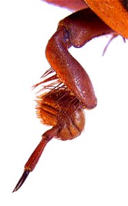 Dytiscus marginalis, male, front leg from above photo