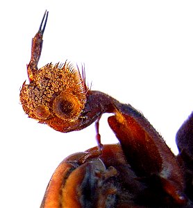 Dytiscus marginalis male front leg from underside
