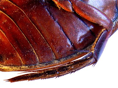 Dytiscus marginalis male hind leg photo