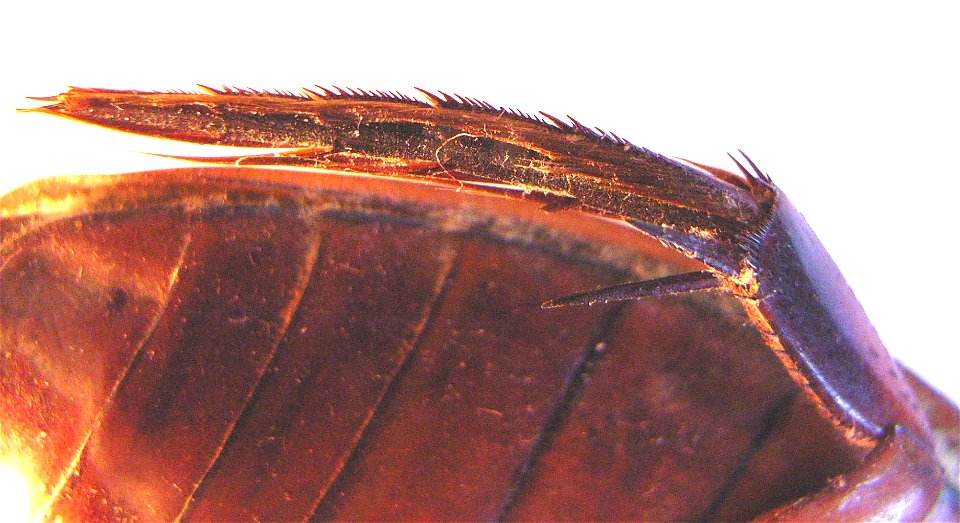 back leg tarsus of Dytiscus marginalis photo