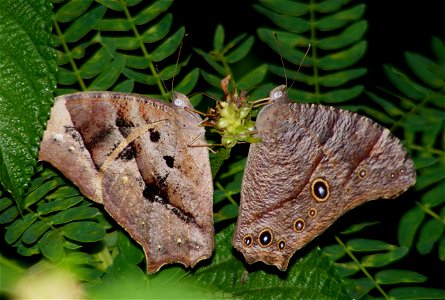 Dry season form and wet season form nectaring together photo