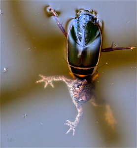 A juvenile toad dogged by a great diving beetle, attempting to drown it. photo