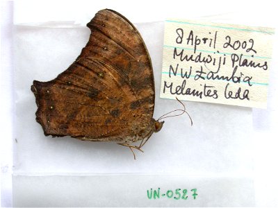 ZAMBIA. Mudwiji Plains, Unextracted, sent D. Lohman, Singapore, <a href="http://nymphalidae.utu.fi/story.php?code=JM1-13" rel="nofollow">see in our database</a> photo