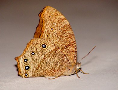 The Larva was unfortunately with only one 'horn'; the left horn was missing when i find the larva. The emerged butterfly has a shorter right fore wing. I don't know whether this observation has any si photo