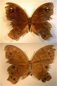 INDONESIA.  Central Sulawesi, Palolo Valley, vic. Berdikari, S 01Â°07.34' E 120Â°04.93', 650m a.s.l.,    <a href="http://nymphalidae.utu.fi/story.php?code=NW98-1" rel="nofollow">see in our datab
