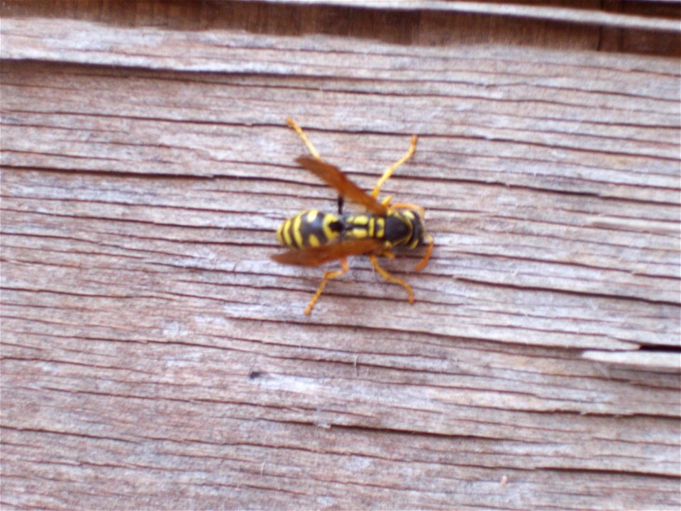 Polistes dominulus. Picture taken in Rustavi (Republic Georgia)