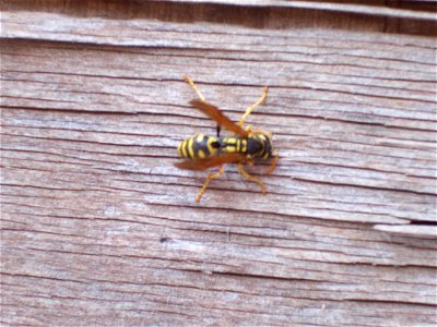 Polistes dominulus. Picture taken in Rustavi (Republic Georgia)