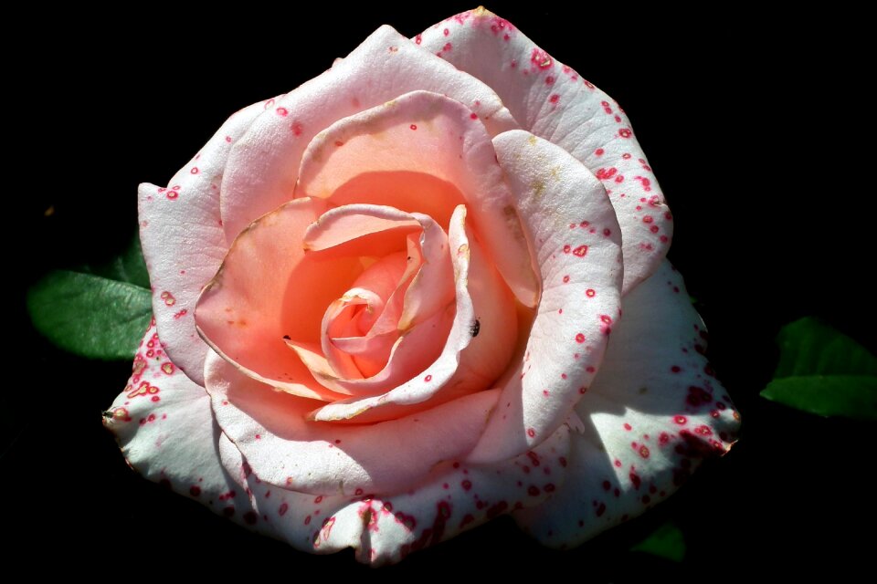 Beauty garden love