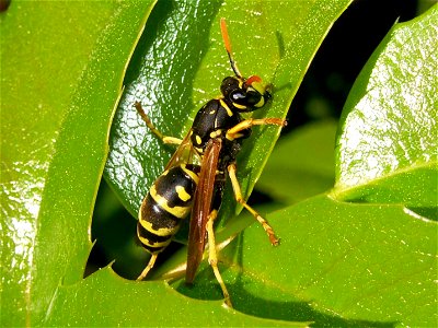 This Photo was taken about 50 Kilometers south from Frankfurt/Main in Germany in my garden. A female of Polistes dominula, as confirmed by two experts. photo