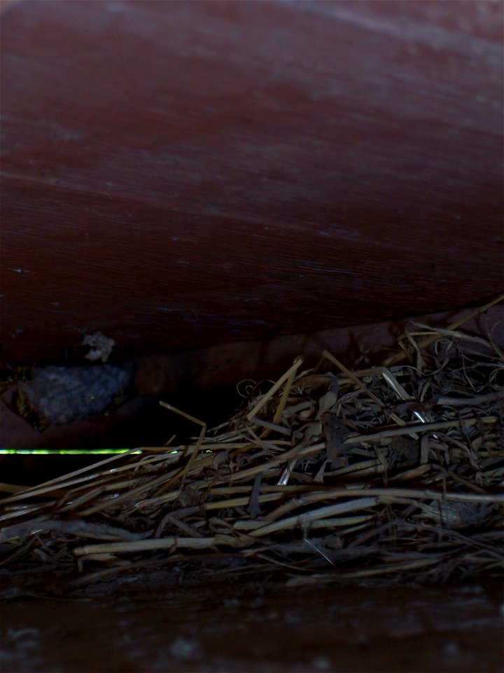 Wasps (Polistes dominulus) in Rustavi (Georgia) build a nest in an old wooden cupboard. In the same cupboard a sparrow started to build a nest. Photographed on hot weather ~40°C