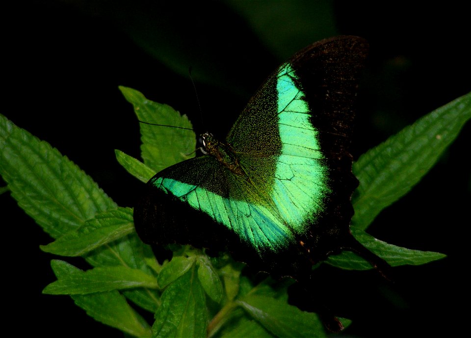 Malabar Banded Peacock_Papilio Buddha