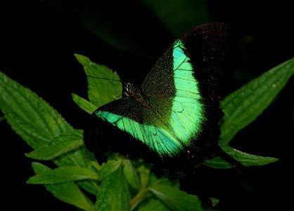 Malabar Banded Peacock_Papilio Buddha