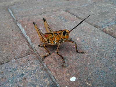 Insect grasshopper Romalea guttata photo