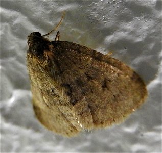 Operophtera brumata

My first kitchen visitor of 2017 - begging to come in from the cold