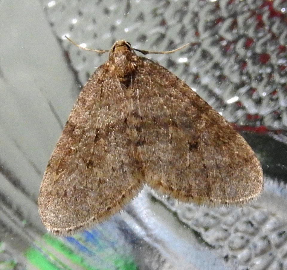 Operophtera brumata

My first kitchen visitor of 2017 - begging to come in from the cold
