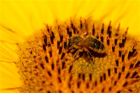 A bee on sunflower