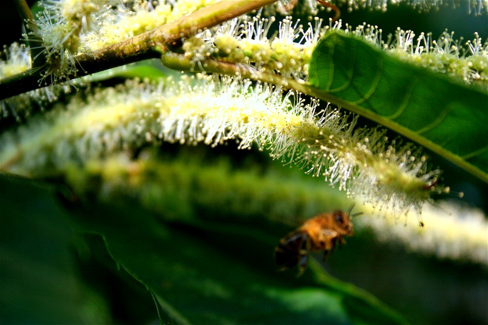 abeille sur une fleur de chataîgnier à l'Ile aux Pies - France - Bretagne - Morbihan