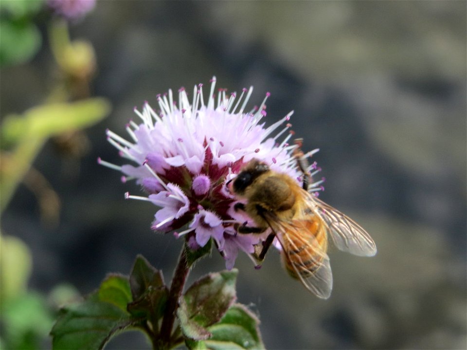Wasserminze (Mentha aquatica) an der Saar in Saarbrücken