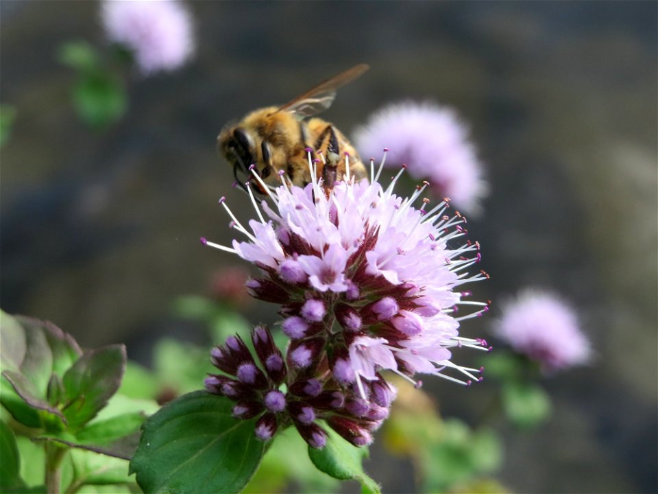 Wasserminze (Mentha aquatica) an der Saar in Saarbrücken