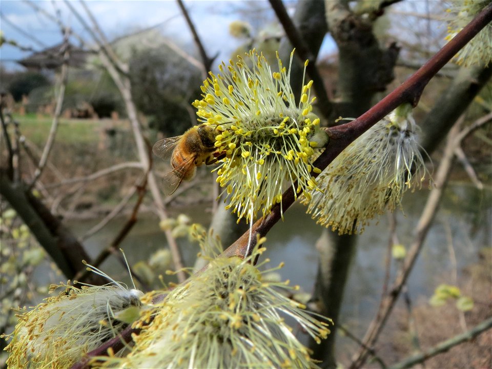 Sal-Weide (Salix caprea) am Kraichbach in Hockenheim
