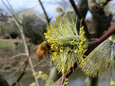 Sal-Weide (Salix caprea) am Kraichbach in Hockenheim photo