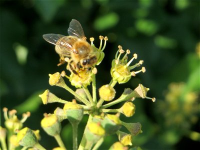 Blütenstand vom Gemeinen Efeu (Hedera helix) in Hockenheim - der Efeu blüht erst nach 8 bis 10 Jahren und ist eine wichtige Nahrungsquelle für Bienen und andere Insekten im Herbst - daher ist es konrt