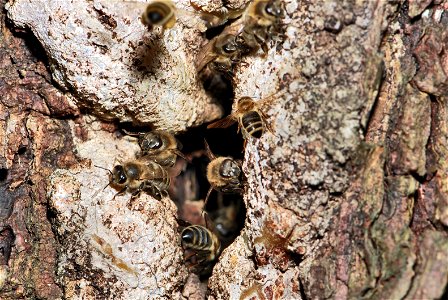 The or western honey bee (Apis mellifera) is a species of honey bee. The specimen in this picture are of the subspecies Apis mellifera mellifera at the entrance to their nest inside of a hollow Pice photo