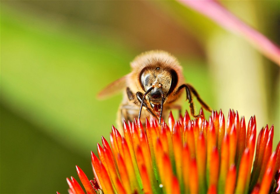 The  or western honey bee (Apis mellifera) is a species of honey bee. The specimen in the picture is a fully grown female worker of the subspecies Apis mellifera carnica on an Echinacea purpurea flowe