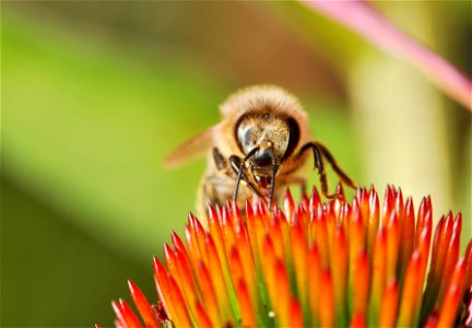 The  or western honey bee (Apis mellifera) is a species of honey bee. The specimen in the picture is a fully grown female worker of the subspecies Apis mellifera carnica on an Echinacea purpurea flowe