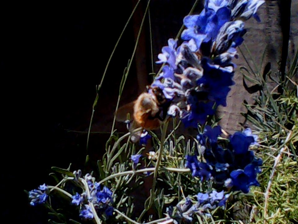 bella especie polinizadora nos hereda el fruto de la vida photo