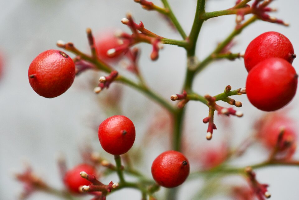 Fruit berry nandina