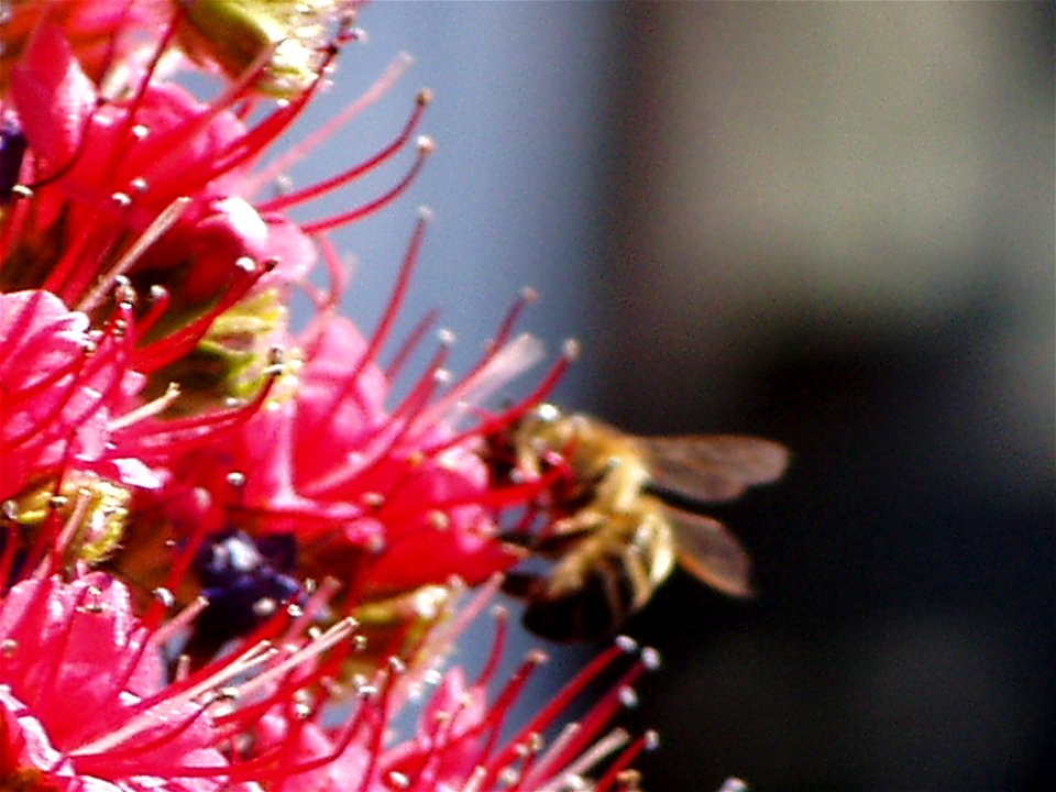 abeja libando en flor de tajinaste rojo del Teide