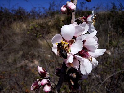 Beee (apis mellifica) on a almond tree, Castelltallat, Catalonia photo