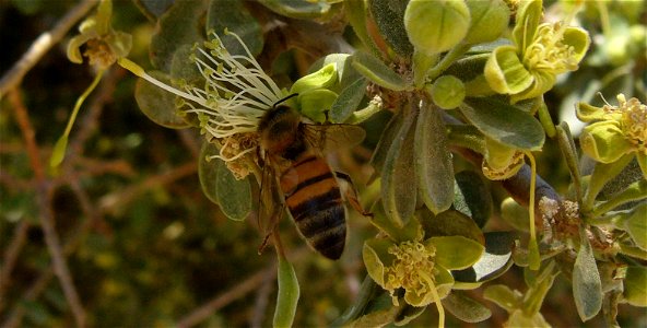 Apis mellifera syriaca, Israel, DeathSea, En Gedi