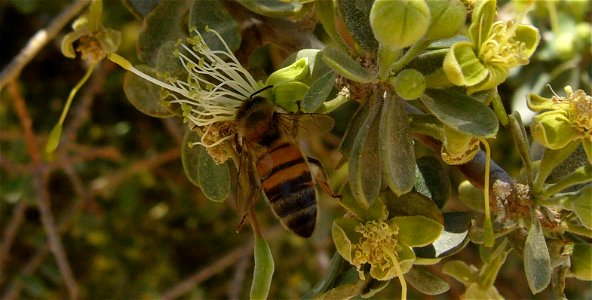 Apis mellifera syriaca, Israel, DeathSea, En Gedi photo