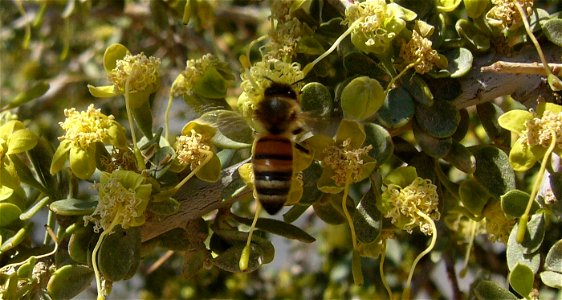 Apis mellfera syriaca, Israel, Death Sea, En Gedi photo