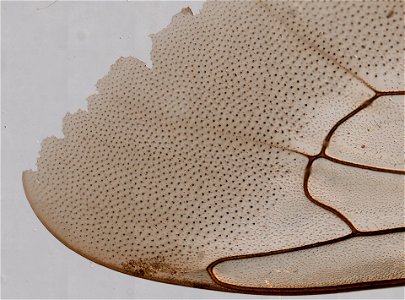 PRESERVED_SPECIMEN; ; ; microslide; ; IZ number 98551; lot count 1; Microslide 01, balsam, wings; 1894-08-01T00:00:00Z