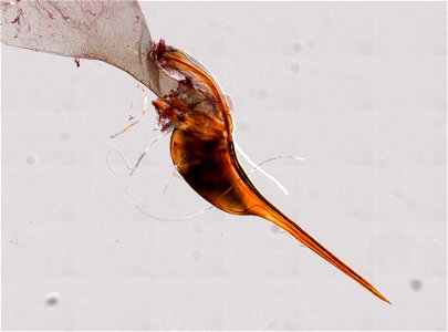 PRESERVED_SPECIMEN; MALE; ; microslide; ; IZ number 98567; lot count 1; Microslide 01, balsam, stinger; male;