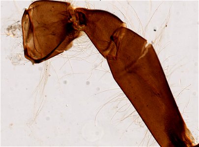 PRESERVED_SPECIMEN; ; ; microslide; ; IZ number 98560; lot count 1; Microslide 01, balsam, leg;