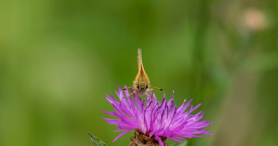 Thistle flower macro close up photo