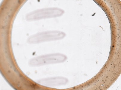 PRESERVED_SPECIMEN; MALE; ; microslide; microslide; ; IZ number 98816; lot count 1; Microslide 01, balsam, serial section; Microslide 02, balsam, serial section; Microslide 03, balsam, seria