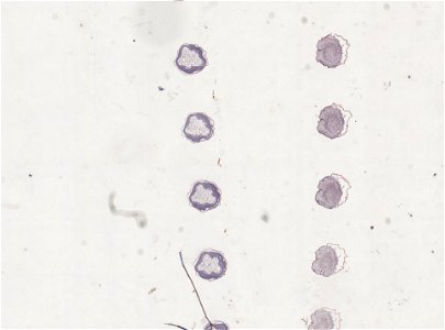 PRESERVED_SPECIMEN; ; ; microslide; ; IZ number 98818; lot count 1; Microslide 01, balsam, serial section; egg;