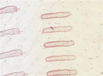 PRESERVED_SPECIMEN; ; ; microslide; ; IZ number 98821; lot count 1; Microslide 01, balsam, serial section; egg;