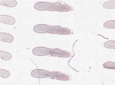 PRESERVED_SPECIMEN; ; ; microslide; ; IZ number 98825; lot count 1; Microslide 01, balsam, serial section; egg;