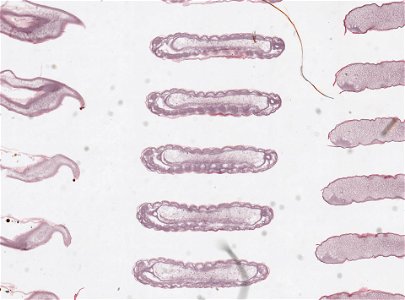 PRESERVED_SPECIMEN; ; ; microslide; ; IZ number 98829; lot count 1; Microslide 01, balsam, serial section; egg;