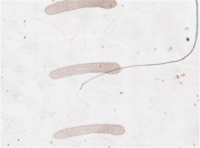 PRESERVED_SPECIMEN; ; ; microslide; ; IZ number 98830; lot count 1; Microslide 01, balsam, serial section; egg;