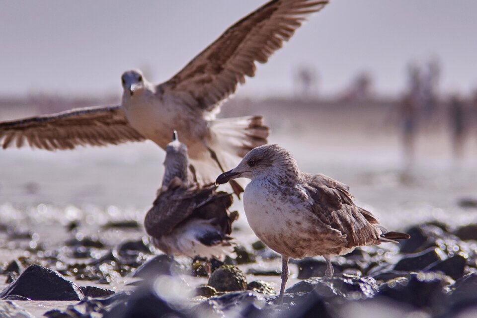 Beach bird animal world