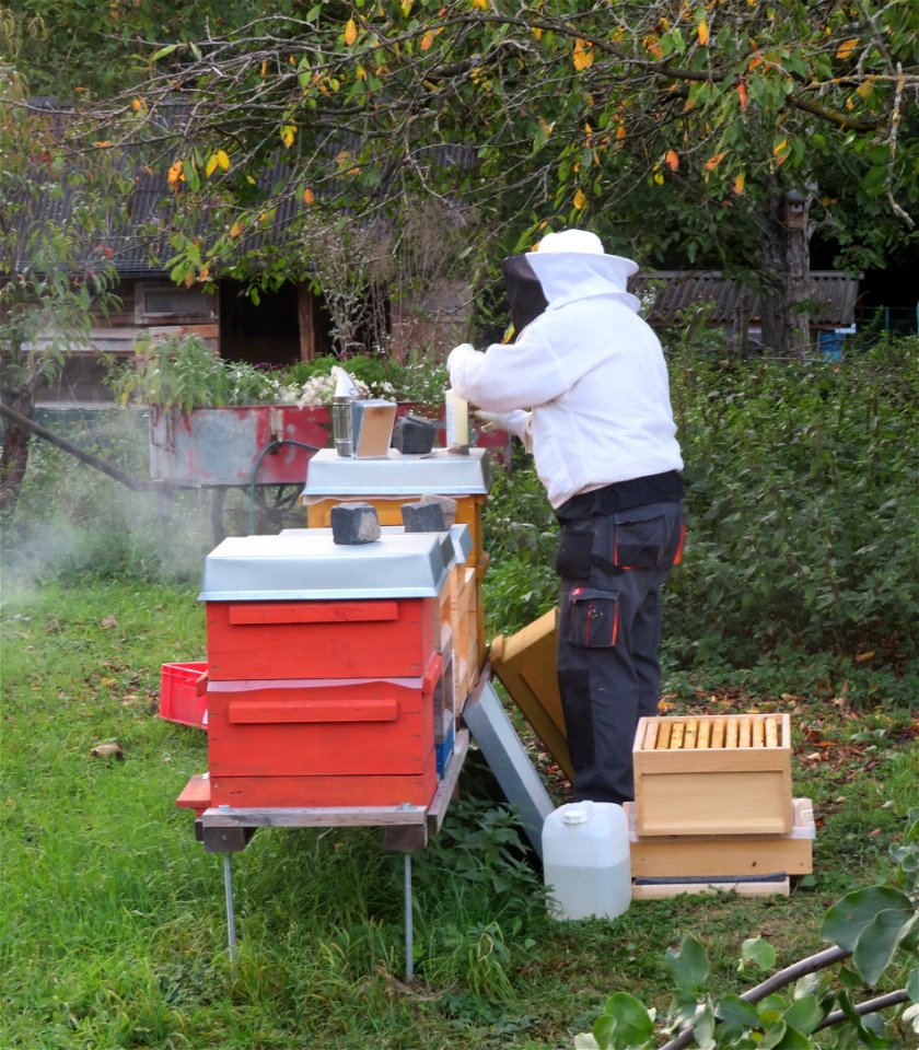 Imker betreut Bienenstöcke im Tiergehege im kleinen Wäldchen in Frankenthal, Rheinland Pfalz