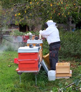 Imker betreut Bienenstöcke im Tiergehege im kleinen Wäldchen in Frankenthal, Rheinland Pfalz